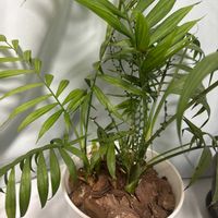 テーブルヤシの画像