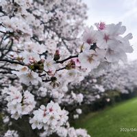 ケヤキ,八重桜,桜,柳,いつもありがとうの画像