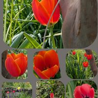 ハナニラ,チューリップ,チューリップ,ハナモモ,アミガサユリの画像