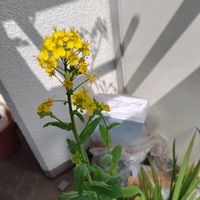 フリージア,からし菜,ダイソー,ベランダの画像