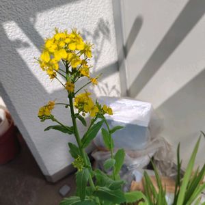 フリージア,からし菜,ダイソー,ベランダの画像