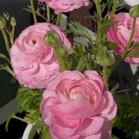 ラナンキュラスの画像