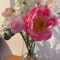 スイートピー,スカビオサ,レースフラワー,芍薬の画像