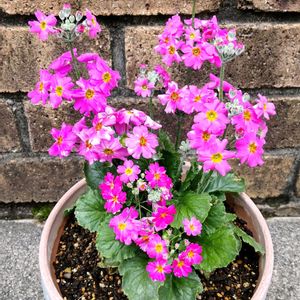 鉢植え,こぼれ種,花のある暮らし,出た！新芽♡,ピンクのお花の画像