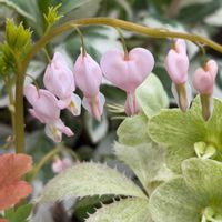 タイツリソウ,カラーリーフ,ピンクの花,ハート型の画像