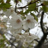 サクラ,冬桜,お花見散歩の画像