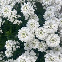 イベリスの画像