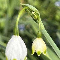 シャガ,スノーフレーク,フキの花,スノーフレーク(スズランスイセン),ふきのとうの画像