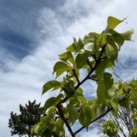 サクラ,蝦夷山桜,お花見散歩の画像