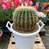 サボテン,チューリップ,金鯱,元気もらえる,庭の画像