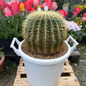 サボテン,チューリップ,金鯱,元気もらえる,庭の画像