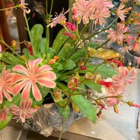 レウィシアの画像