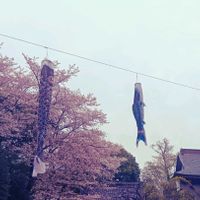 サクラ,さくら サクラ 桜,モフモフ,花のある暮らし,春のお花の画像