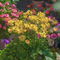 ラナンキュラス,ラナンキュラスラックス,ラナンキュラスラックス ピュタロスの画像