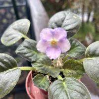 ツクシ,ツクシ,はなもも,はなもも,プレイフルスペクトラムの画像