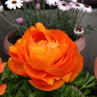 チューリップ,ラナンキュラス,ビオラ,水仙,雪柳（ゆきやなぎ）の画像