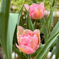 チューリップ,チューリップ,ピーチプリデ,ヌビゲナム,八重咲きチューリップの画像