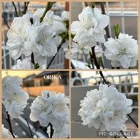 ハナモモ,ハナモモ,モモ,花桃,桃の花の画像