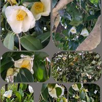 チューリップ,ツバキ,ツバキ,ボケ,カレンジュラの画像