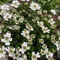 イベリスの画像