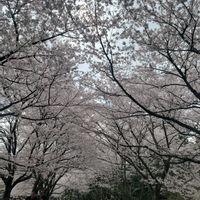 ミニバラ,デモルフォセカ,レインドロップ,ムーンストーン,ステフコの画像