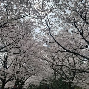 ミニバラ,デモルフォセカ,レインドロップ,ムーンストーン,ステフコの画像