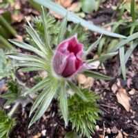 オキナグサの画像