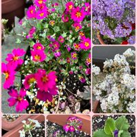 ギリア・レプタンサ,サクラソウ,ネメシア,矢車草,アジュガ バーガンディーグローの画像