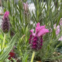 ラベンダーの画像