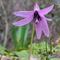 カタクリ,山野草,花のある暮らし,乙女色クラブ,花咲く乙女たち♡の画像