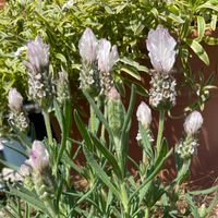 ラベンダーの画像