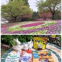 サクラ,サクラ,菜の花,菜の花,芝桜の画像
