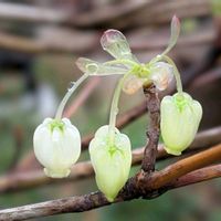 オダマキ,スイセン,ドウダンツツジ,オステオスペルマム,水仙の画像