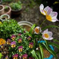 チューリップ,ビオラ,原種チューリップ,原種チューリップ・ライラックワンダー,ビオラパイナップルクラッシュの画像