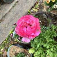 ラナンキュラス,ブルーフォーユー,夜来香(イエライシャン),裏庭,新潟県の画像