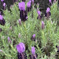 ラベンダー,フレンチラベンダー,ハーブ,可愛い,お花は癒しの画像