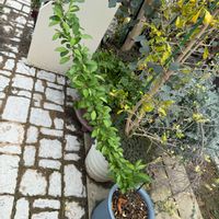 ガーデニング,挿し木,謎の木の画像