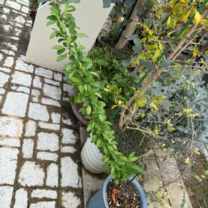 ガーデニング,挿し木,謎の木の画像