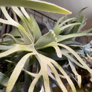 コウモリラン,ビカクシダの画像