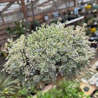 子持ち蓮華,多肉植物,ガーデニングの画像