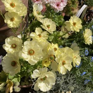 可愛い〜♡,季節の花,おきにいり,とってもキレイ♡,キュンキュン乙女倶楽部の画像