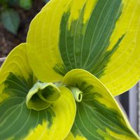 ギボウシ（ホスタ）,ホスタ ブリムカップ,ホスタ アン,ホスタ　ドレスブルー,ホスタ　スパルタクスの画像