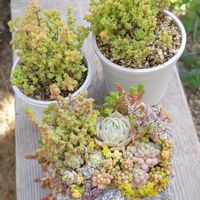 ドロサンテマム グロボーサム,ドロサンテマム グロボーサム,ドロサンテマム蜜橘,ドロサンテマム蜜橘,ドロサンテマム 紅宝石の画像