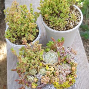 ドロサンテマム グロボーサム,ドロサンテマム グロボーサム,ドロサンテマム蜜橘,ドロサンテマム蜜橘,ドロサンテマム 紅宝石の画像