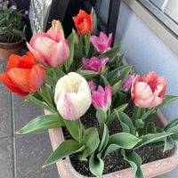 チューリップ,チューリップ,花のある暮らし,おうち園芸,元気に育ててますよの画像