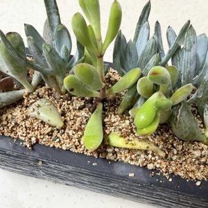 ワテルメイエリー,ロゲルシー,万宝,福娘,天錦章の画像