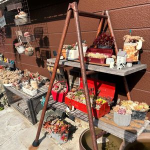 寄せ植え,エケベリア属,多肉大好き,メダカ,タニラーの画像