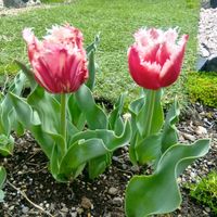 チューリップの画像