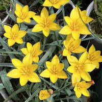 チューリップ,チューリップ,チューリップ,鉢植え,ネコ好きの画像