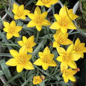 チューリップ,チューリップ,チューリップ,鉢植え,ネコ好きの画像